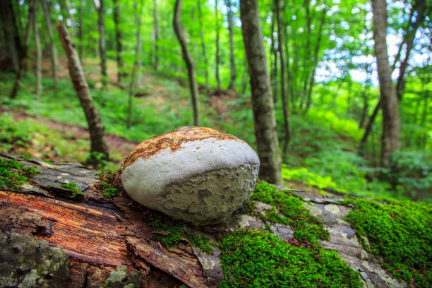 Spring forest, fallen tree, mushrooms on a stump, moss on the bark of a tree, Mushroom on the trees