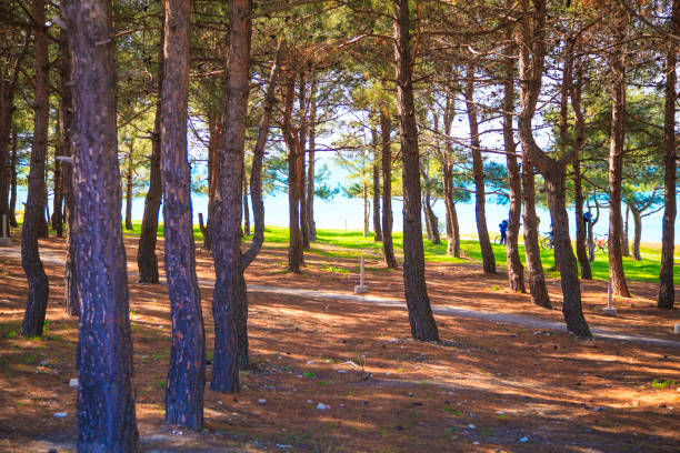 海の近くの松林 - footpath wood horizon nature ストックフォトと画像