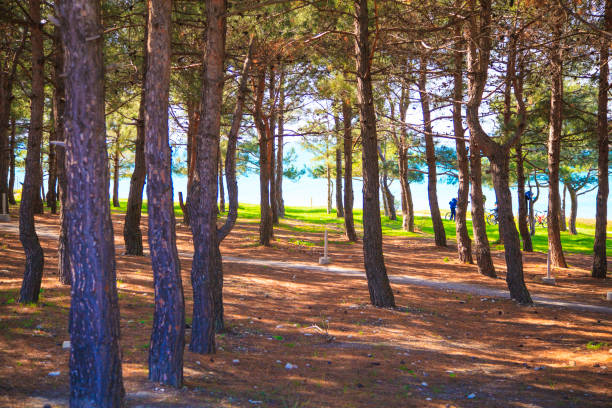 pine forest near the sea