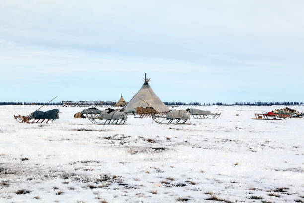 istock pasture nord reindeers , sledge for reindeer 1124619927
