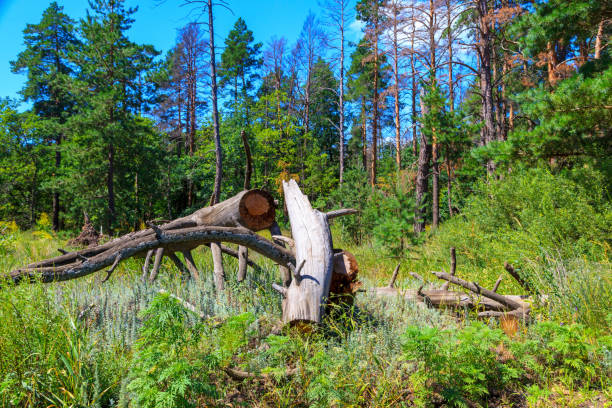 istock illegal felled trees, fallen tree in the forest, Protection of the forest. 1124621071