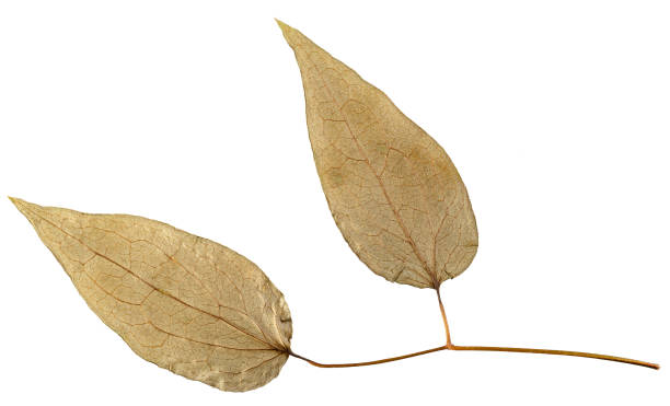 istock Dry leaf from herbarium isolated on white background. 1124622022