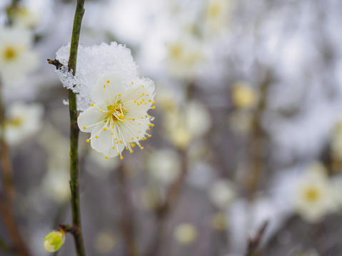 Snow capped plum blossoms