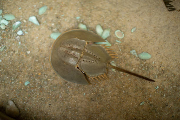 istock Horseshoe Crab)Tachypleus tridentalus) 1124624517