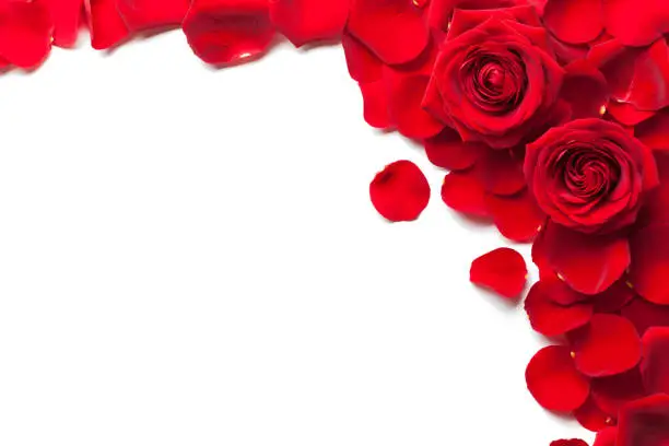 Red roses and rose petals isolated white background