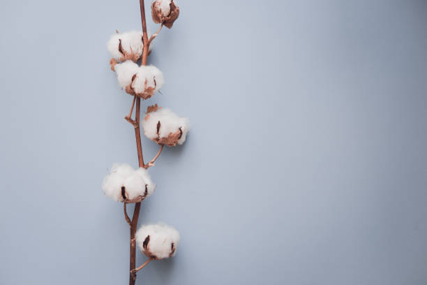 istock Cotton flower on pastel blue, minimal flatlay 1124625543