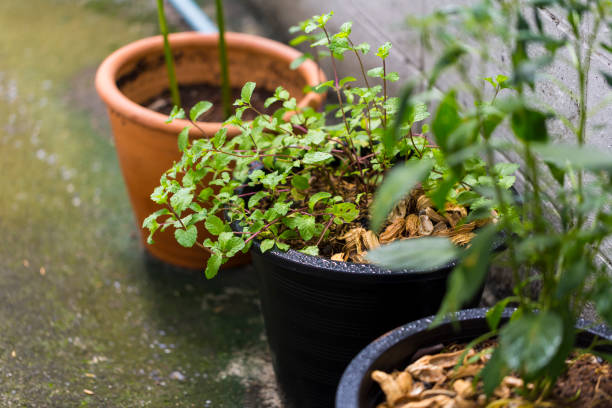 istock Peppermint planted in the pot, Urban aricultural concept. 1124626960