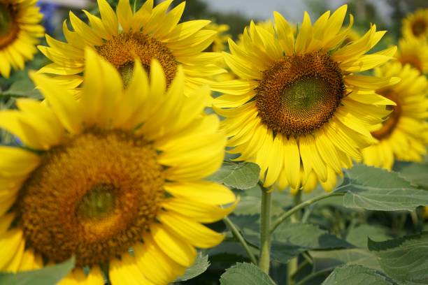 istock Blooming yellow sunflower, backyard planting decoration, copy space 1124627269