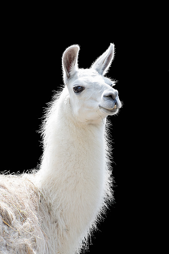 Llama inside barm with hay in mouth looking at camera