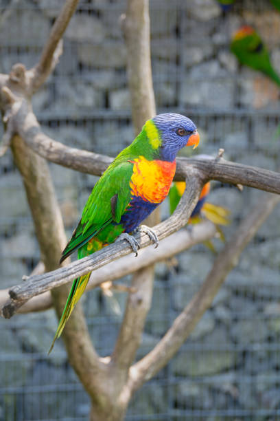 istock Bright colorful parrot Coconut Lorikeet 1124628092