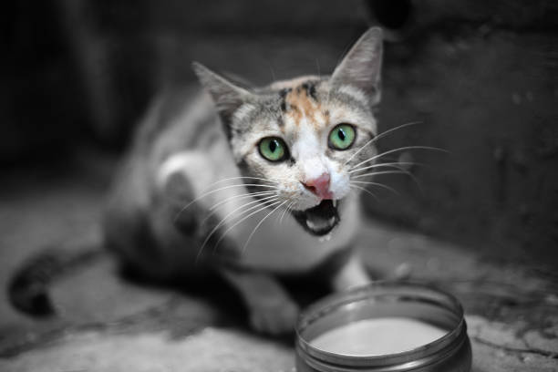 istock Angry cat with milk bowl 1124629686