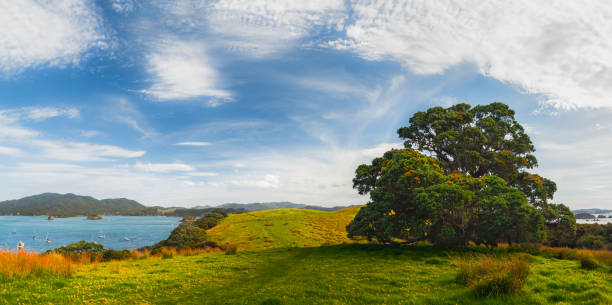 krajobraz nowej zelandii z drzewem pohutukawa na zatoce wysp - beach indigenous culture day sunlight zdjęcia i obrazy z banku zdjęć