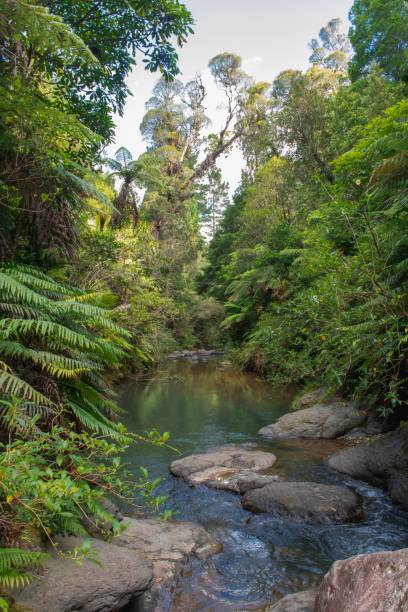 istock Little River flowing through Jungle in New Zealand 1124630708