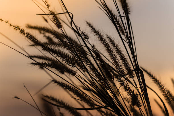 istock Beautiful scene with waving wild grass at beautiful romantic sunset background 1124630903