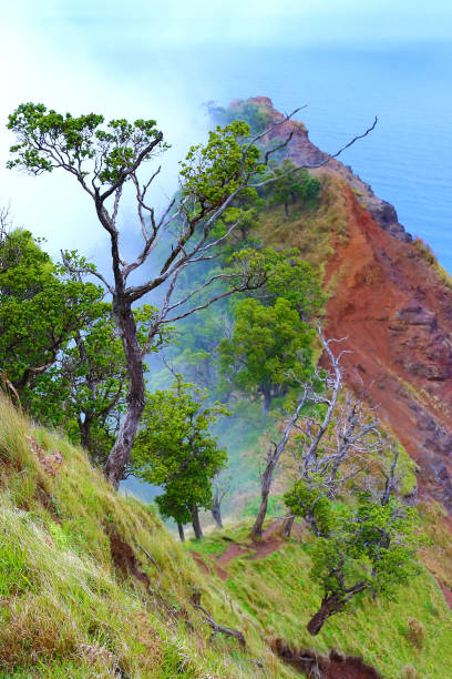 kauai green mountains in fog - kalepa ridge dopo la pioggia - mahaulepu beach foto e immagini stock