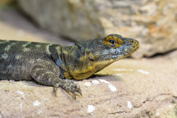 istock Baja california rock lizard 1124631940