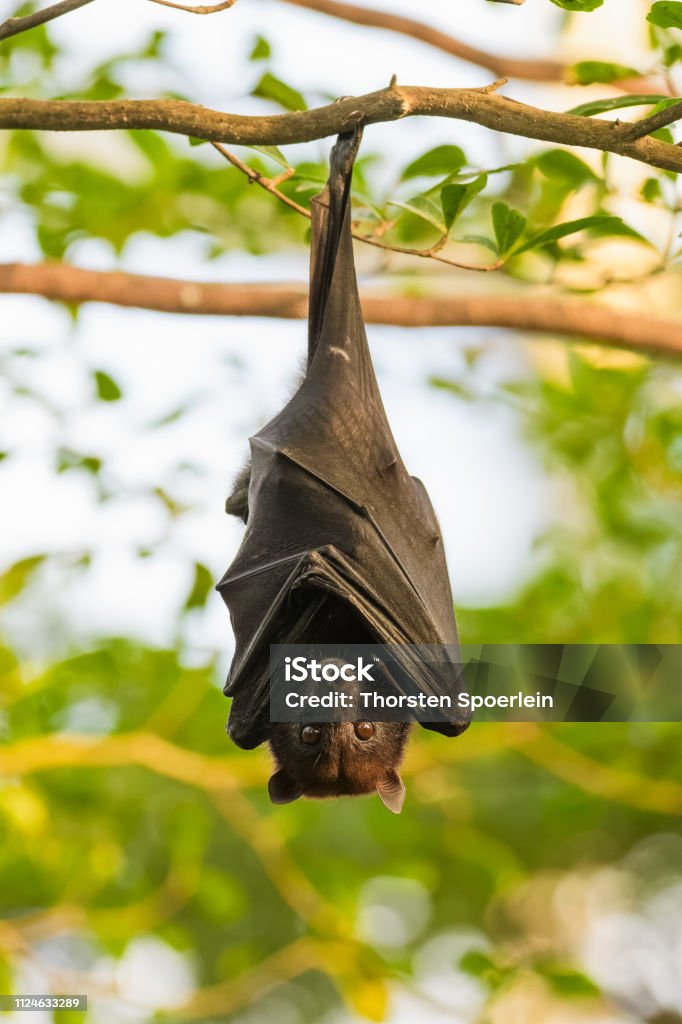 Small flying fox Small flying fox hanging from a branch in a tree Bat - Animal Stock Photo