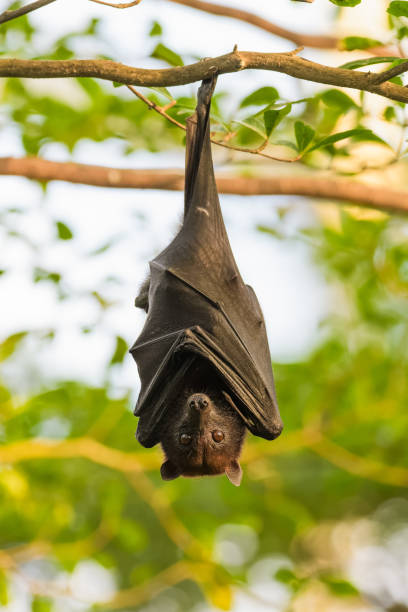 Small flying fox Small flying fox hanging from a branch in a tree fruit bat photos stock pictures, royalty-free photos & images