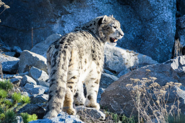 snow leopard - prowl imagens e fotografias de stock