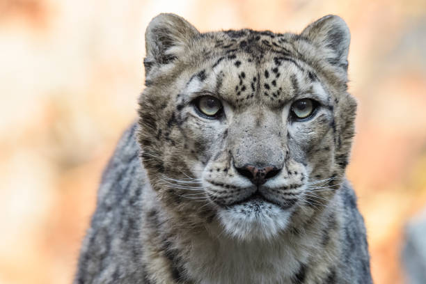 snow leopard - prowl imagens e fotografias de stock