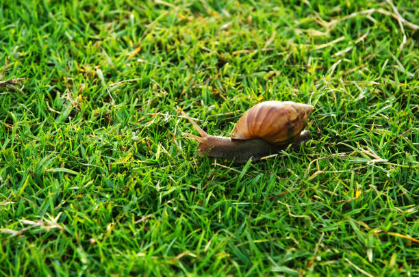 푸른 잔디에 달팽이 - snail escargot animal speed 뉴스 사진 이미지