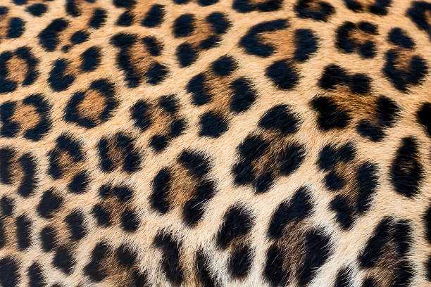 istock Detail skin of leopard. 1124635377