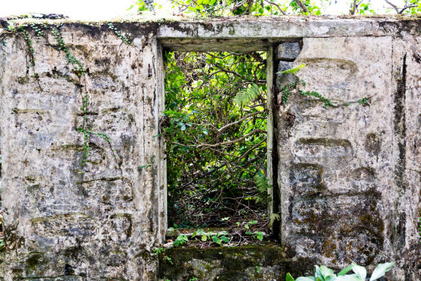 Old abandoned house overgrown with weeds.
