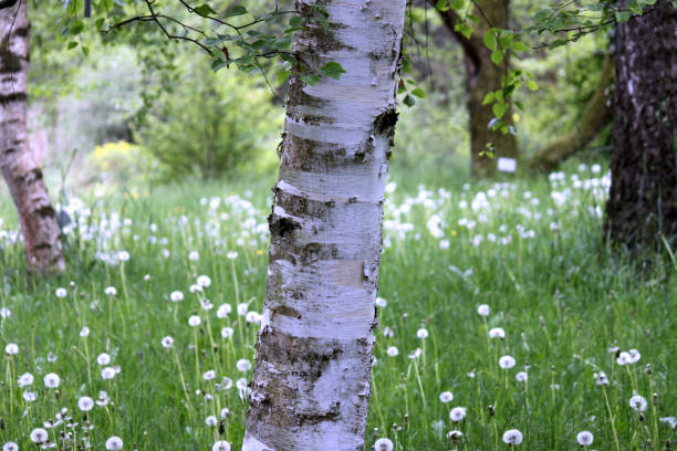 a birch with flower meadow in the background