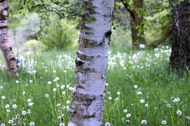 a birch with flower meadow in the background