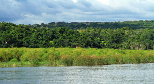 istock Murchison Falls National Park along the Nile River in Uganda 1124637252
