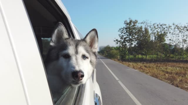 4k Close up of siberian husky dog sitting in white moving car and sticking her head out from the window of automobile and looking to beautiful nature at rural countryside under sunlight.
