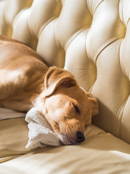 istock Golden puppy sleeping on leather sofa 1124638606