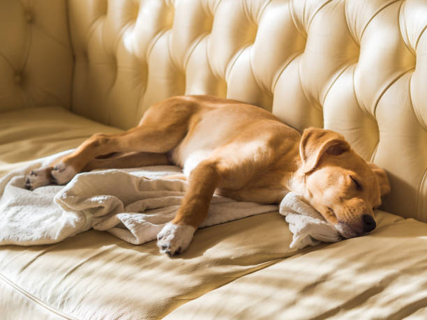 istock Golden puppy sleeping on leather sofa 1124638609