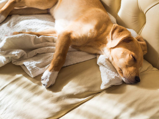 istock Golden puppy sleeping on leather sofa 1124638612