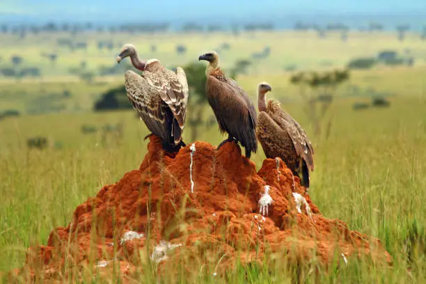 Photo of Three Vultures Pooping on a Rock