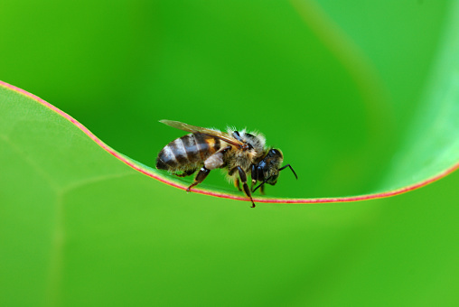 Bee perched on red edge of intense green leaf.