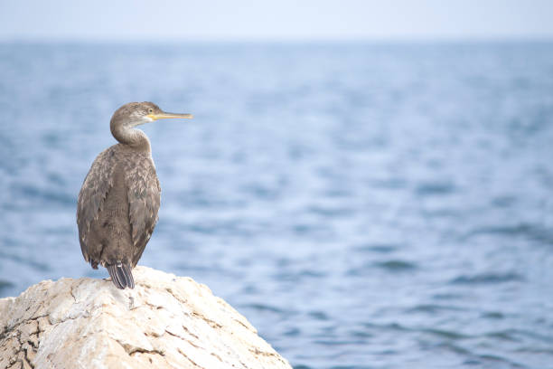European shag or common shag (Phalacrocorax aristotelis) in Croatia