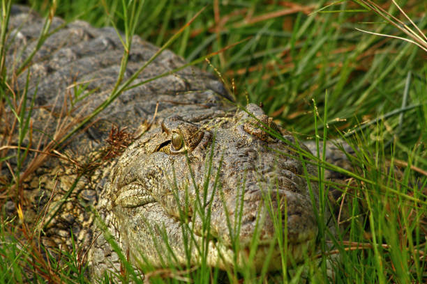istock Crocodile hiding in the grass 1124639405