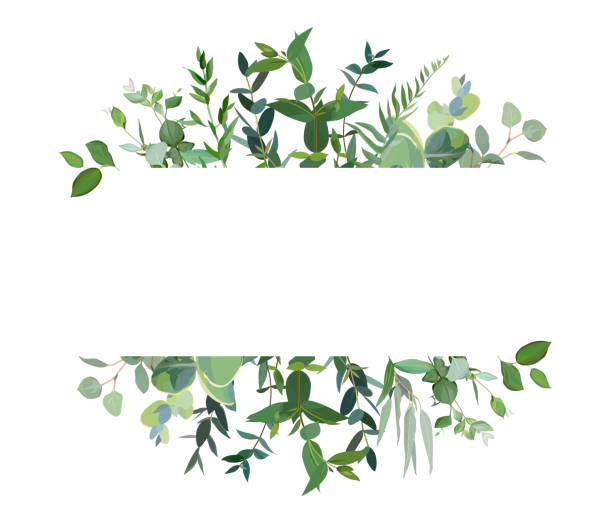 горизонтальный ботанический вектор дизайн баннера. - eucalyptus tree plants isolated objects nature stock illustrations