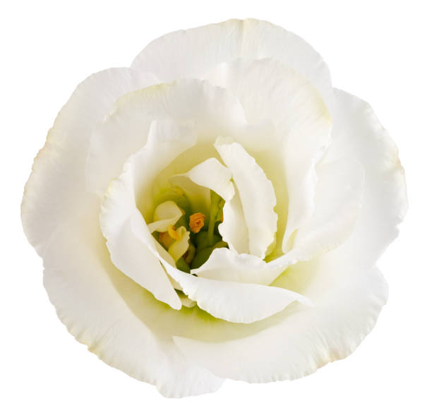 istock Blossoming bud of eustoma flower isolated on white background. 1124639777