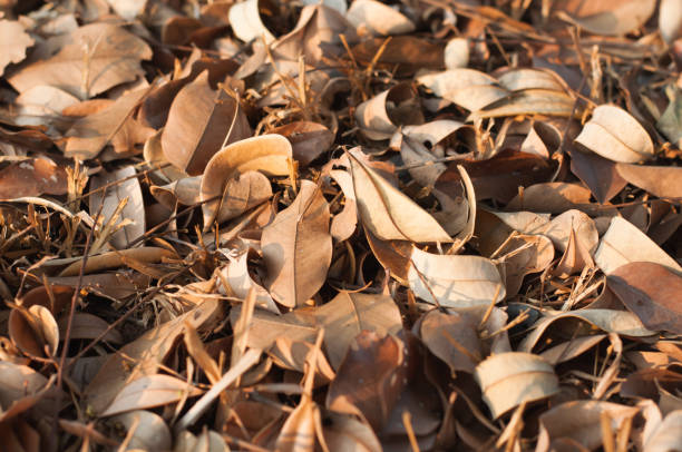 Dry leave fall in garden,autumm season,selective focus.Dry leave fall in garden,autumm season,selective focus.