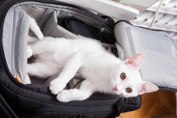 istock Beautiful cat isolated on black background. 1124641504