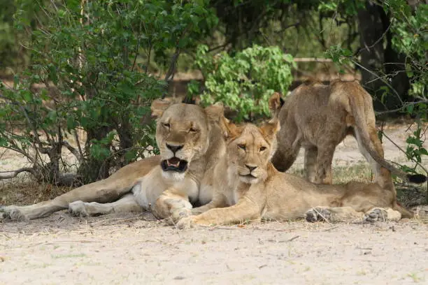 Photo of Young lion cubs with their mother