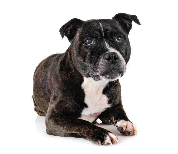 istock staffordshire bull terrier 1124642435