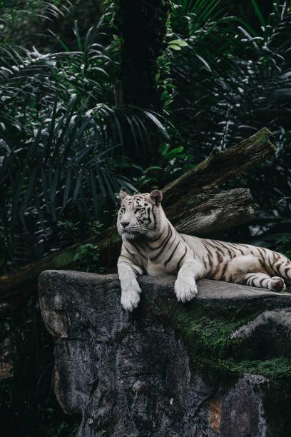 istock Indonesian White Tiger Laying Down 1124642466