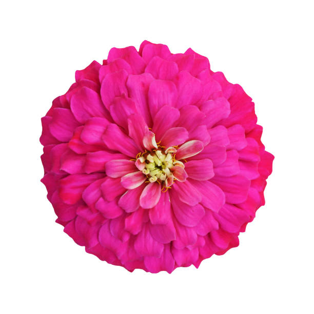 istock vivid pink zinnia isolated on white background with clipping path 1124642480