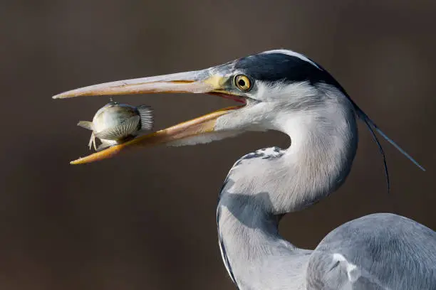 The perfect moment where a Grey Heron attempts balance a Tilapia that it successfully fished out of a pond in the Madikwe Game Reserve of South Africa