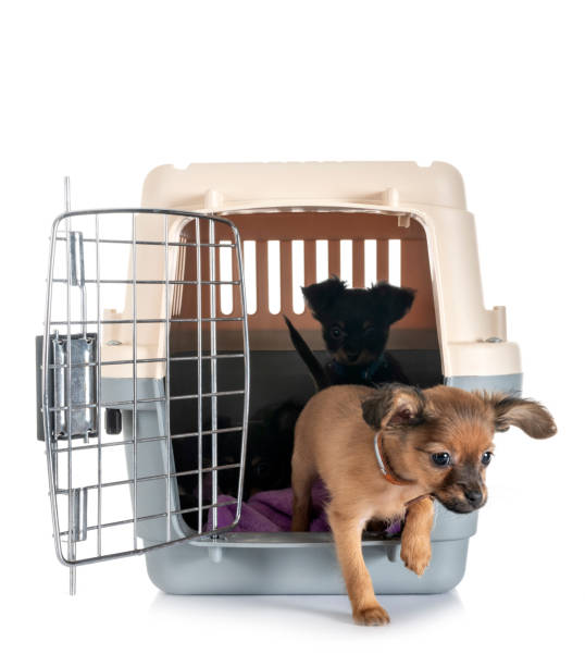 istock puppy Russkiy Toy 1124644329