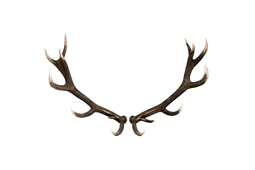 Antlers of a Deer, Isolated