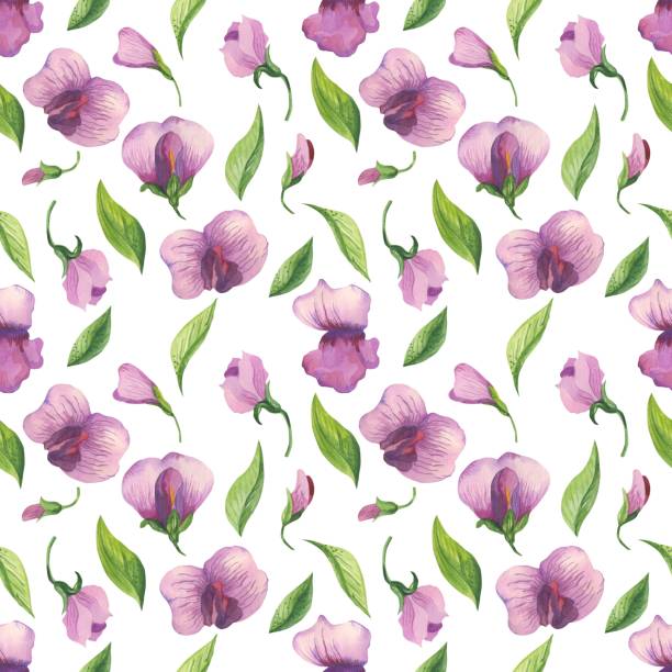 istock Watercolor floral pattern with sweet pea flowers. 1124645572
